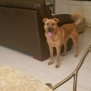 Meet your Posher, Dakota